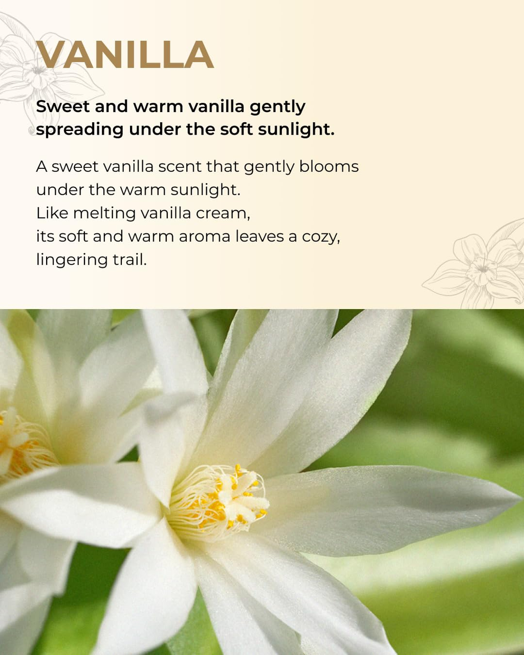 BOM Chiffon Vanilla Perfume Body Mist 3.71 Fl Oz, Vanilla Scented Fine Mist with Hyaluronic Acid, Niacinamide & Vitamin C, Hydrating, Lightweight Spray with Long-Lasting Fragrance, Korean Skincare